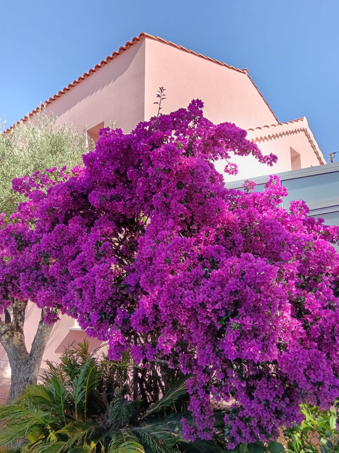 La façade et le bougainvillier de la villa